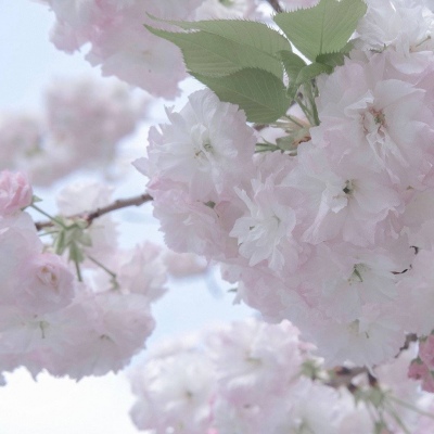 兽设火焰元素融合福瑞交流群